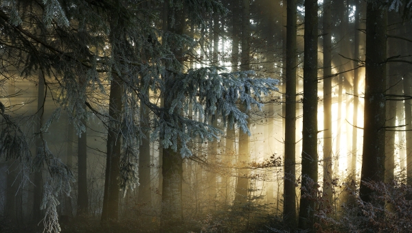 Zachraňme lesy: Jak zamezíme odlesnění krajiny?