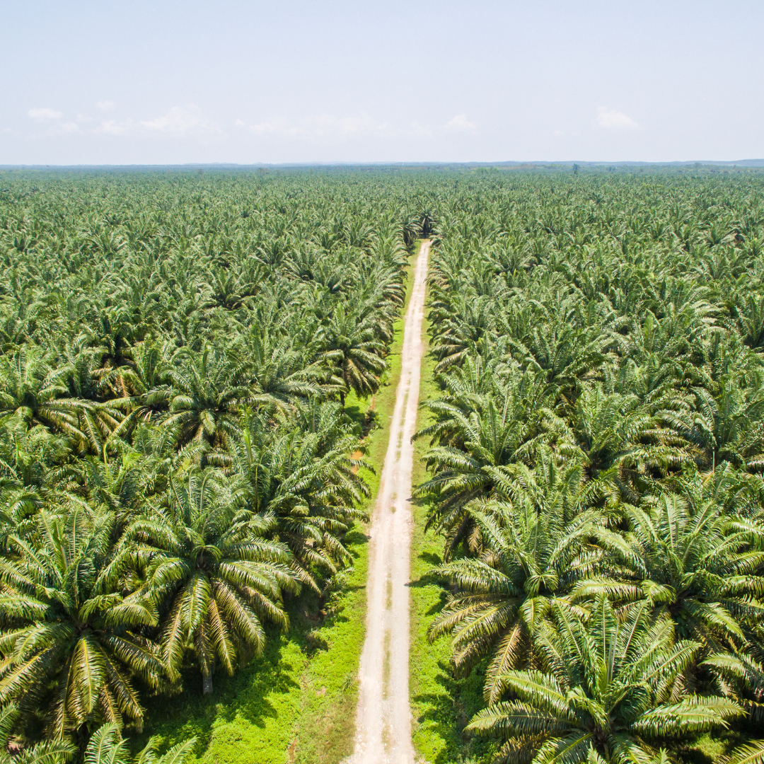Proč říct NE palmovému oleji?